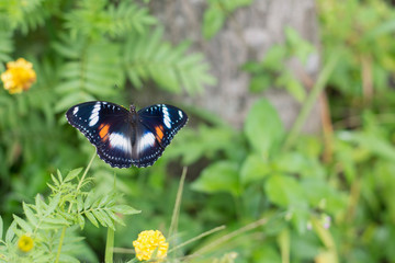 butterflies in a beautiful flower garden