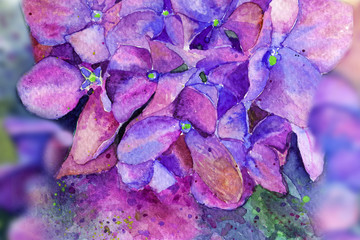 hydrangea in watercolor flowers. spring summer. background 