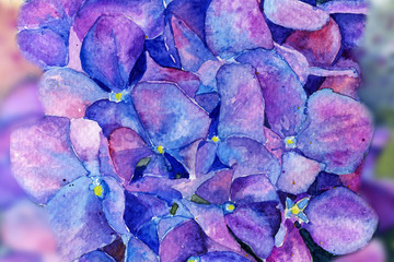 hydrangea in watercolor flowers. spring summer. background 