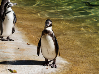 Manchots de Humboldt (Spheniscus humboldti), oiseaux marins de l'hémisphère austral