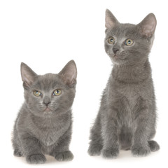 Two small gray shorthair kitten sitting isolated