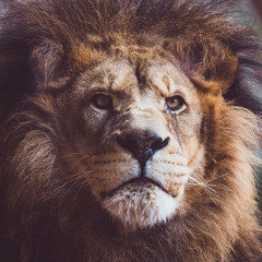Portrait d'un lion