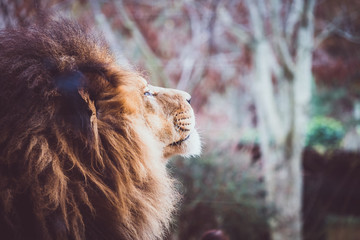 Portrait d'un lion