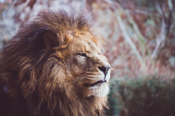 Portrait d'un lion