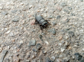 stag-beetle