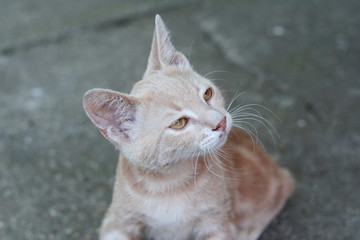 Portrait of cute young striped cat licks lips.
