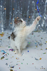 Little furry kitten playing on a festive background