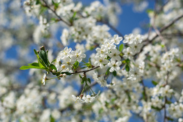 A branch of a blossoming apple tree against the blue sky
