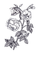 Graphic sketch of roses branch.