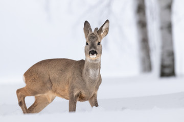Beautiful young deer on a winter day. Everything covered in fresh white snow, more falling down. Cute cub in nature. Meadow, forest, typical animal.