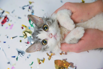 Little furry kitten playing on a festive background