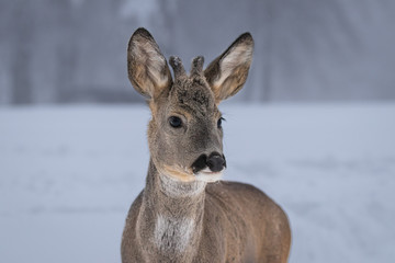 Beautiful young deer on a winter day. Everything covered in fresh white snow, more falling down....
