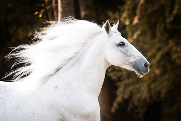 Fototapeta na wymiar Andalusian stallion showing off his manes