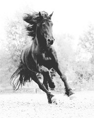 Naklejka premium Koń fryzyjski czarno-biały