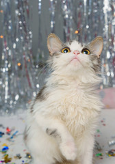 Little furry kitten playing on a festive background