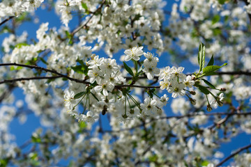 white flowers in spring