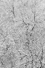 black and white photo of snowy trees