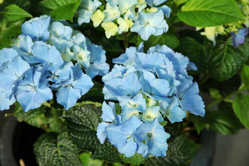 Beautiful blue Hydrangea flowers, illuminated by the sun