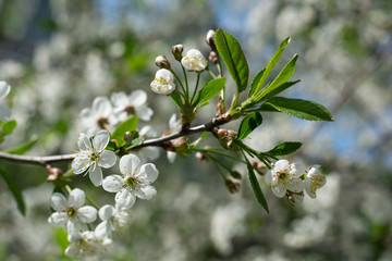Apple tree branch with white flowers close up