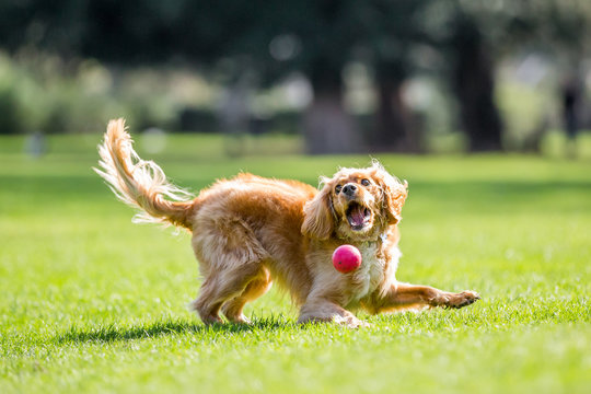 Spaniel Puppy Catching A Ball. Playing On The Grass In A Park. A Sunny Day. All Feet Off The Ground