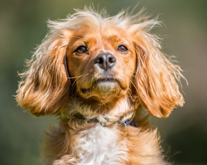 Spaniel puppy portrait with its mouth closed. Jumping over grass in a park. a sunny day. running action dog. Standing on its back legs