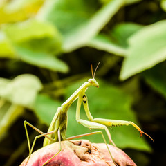 The male praying mantis on the apple. Mantis looking for prey. M