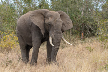 Fototapeta na wymiar Elefant 65