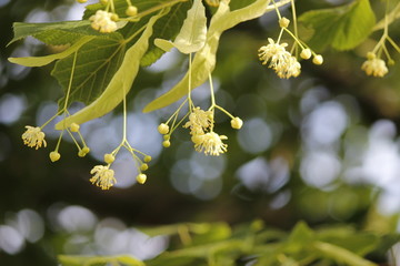 flowers of linden