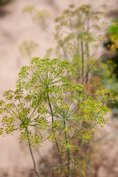 Anis-Pflanze im Beet