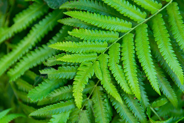 Green ferns leaves green close up background