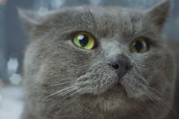 Well-fed English blue cat eating food and sitting on a festive background