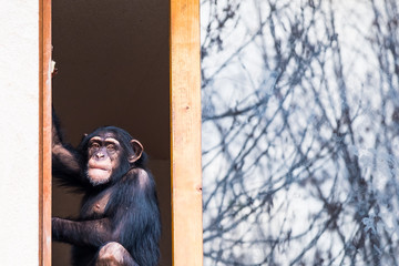 Chimpanzé domestiqué assis sur une fenêtre