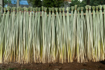 Cyperus imbricatus or reed dried for made reed mats