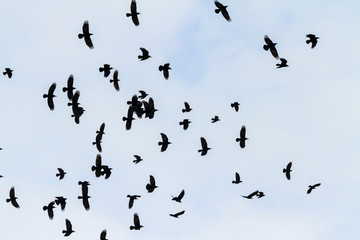 migrating flock of rooks in quick flight