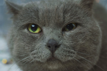 Well-fed English blue cat eating food and sitting on a festive background