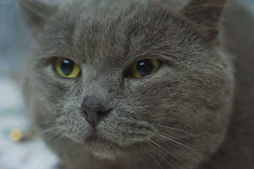 Well-fed English blue cat eating food and sitting on a festive background