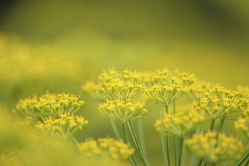 field of yellow flowers
