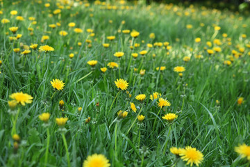 Meadow with green grass and yellow dandelions