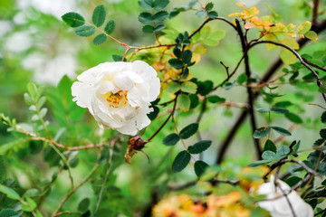 White garden rose with gentle blurred background. Summer floral landscape. Rose bush with branches, green, yellow leaves. Summertime, july blossom garden. Romantic photo for nature calendars, prints