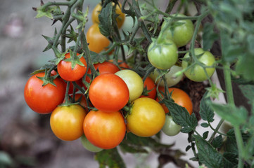 Tomato bushes ripen in the open ground