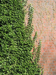 Ivy shoots, Hedera, on a brick wall