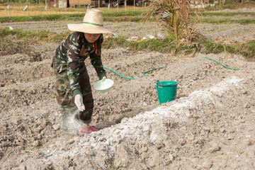 Woman gardeners put lime or calcium hydroxide into the soil to neutralize the acidity of the soil.