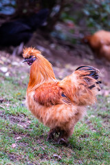 Coq aux plumes rousses