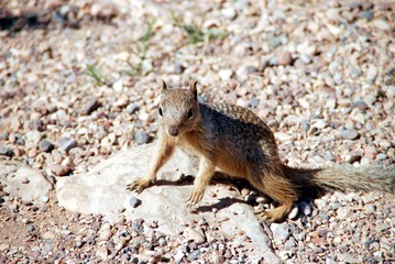 Obraz premium Ground squirrel in rocks
