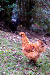 Coq roux, plumes colorées
