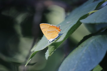 butterfly