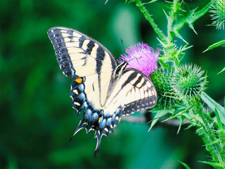 butterfly on flower