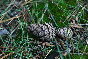 pine cones on moss