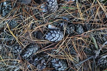 pine cones on needles