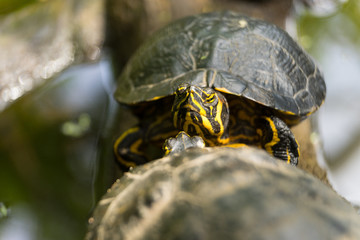 Two Red Eared Slider Turtles lying on a log basking in the sun close up